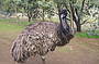 Emu