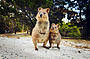 Quokka