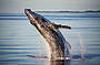 Hervey Bay Half Day Whale Watch, Afternoon