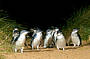 1 Day Puffing Billy, Kangaroos, Koalas and Penguins Tour