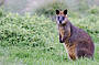 Phillip Island Penguin Parade Day Tour 