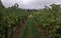 Vineyards