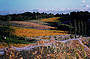 Autumnal Vineyards