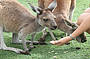 Caversham Wildlife Park