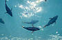 Southern Bluefin Tuna