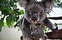 Mother and baby Koala in a tree