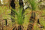 GRASS TREE'S IN THE SAVANNAH COUNTRY