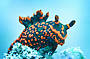 Sea cucumbers come in all kinds of colours