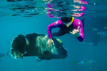 Great Barrier Reef Full Day Snorkel from Hamilton Island